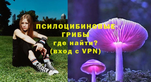 прущие грибы Переславль-Залесский